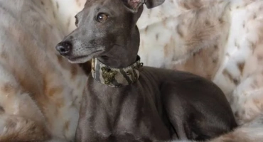 Levreka (куче): италианска порода на хрътки